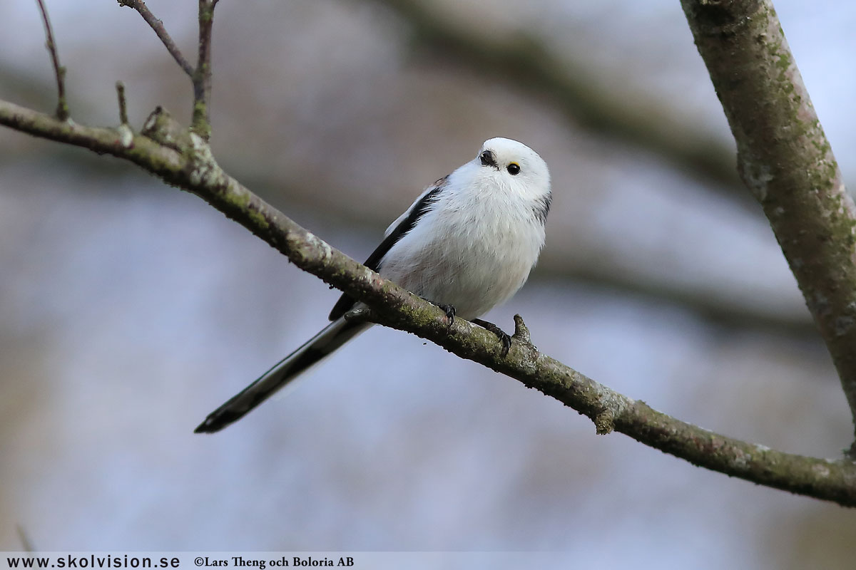 Sävsångare, Acrocephalus schoenobaenus